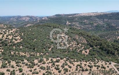 ÇANAKKALE AYVACIK TAMIŞ KÖYÜNDE SATILIK 11.252 M² ARAZİ