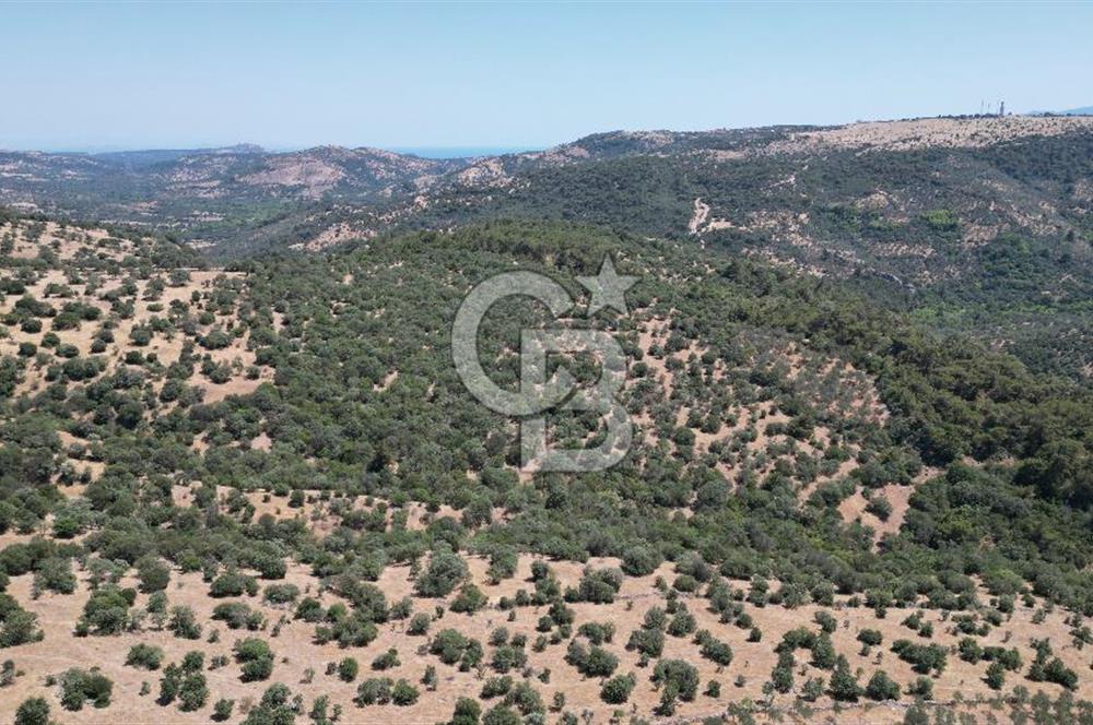 ÇANAKKALE AYVACIK TAMIŞ KÖYÜNDE SATILIK 11.252 M² ARAZİ
