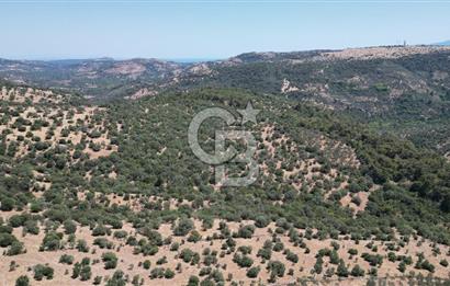 ÇANAKKALE AYVACIK TAMIŞ KÖYÜNDE SATILIK 11.252 M² ARAZİ