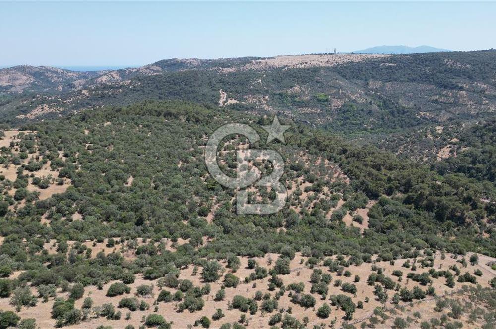 ÇANAKKALE AYVACIK TAMIŞ KÖYÜNDE SATILIK 11.252 M² ARAZİ