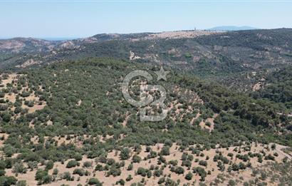 ÇANAKKALE AYVACIK TAMIŞ KÖYÜNDE SATILIK 11.252 M² ARAZİ