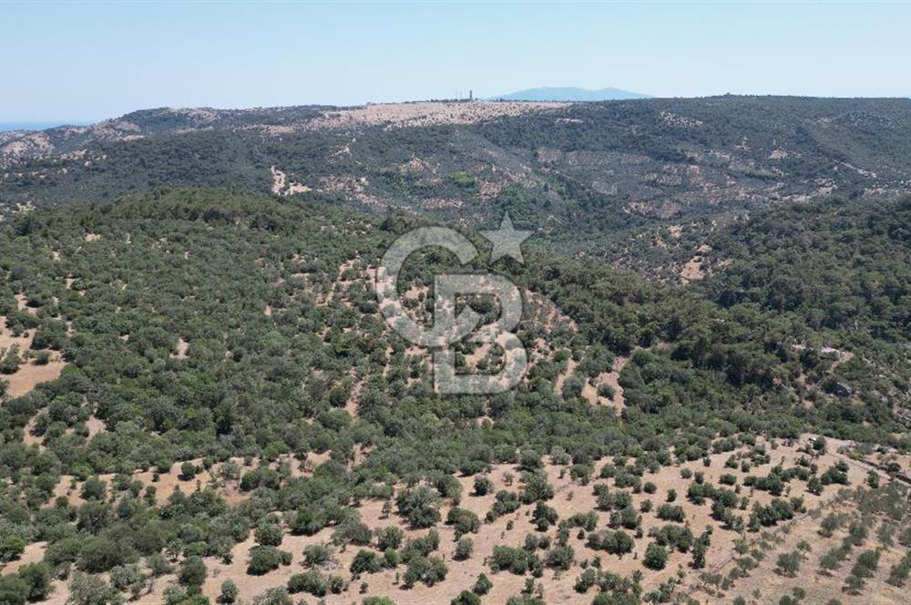 ÇANAKKALE AYVACIK TAMIŞ KÖYÜNDE SATILIK 11.252 M² ARAZİ