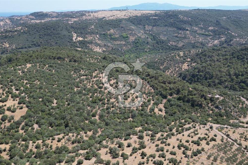 ÇANAKKALE AYVACIK TAMIŞ KÖYÜNDE SATILIK 11.252 M² ARAZİ