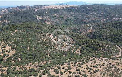 ÇANAKKALE AYVACIK TAMIŞ KÖYÜNDE SATILIK 11.252 M² ARAZİ
