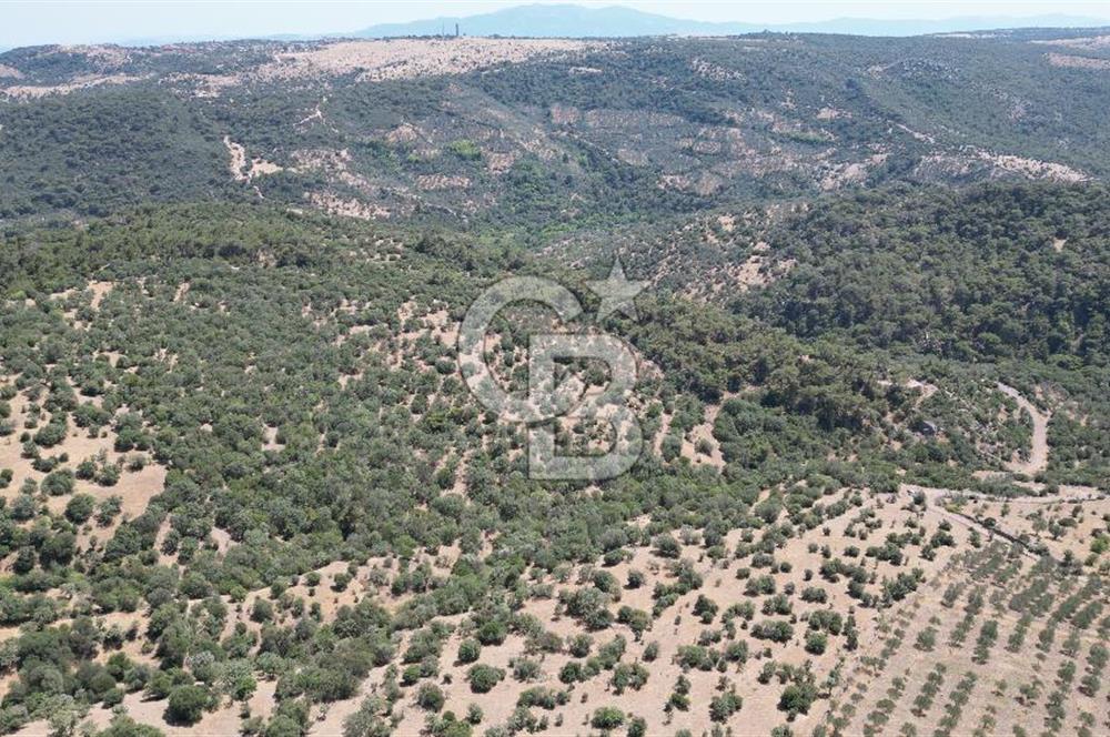 ÇANAKKALE AYVACIK TAMIŞ KÖYÜNDE SATILIK 11.252 M² ARAZİ