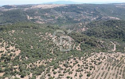 ÇANAKKALE AYVACIK TAMIŞ KÖYÜNDE SATILIK 11.252 M² ARAZİ
