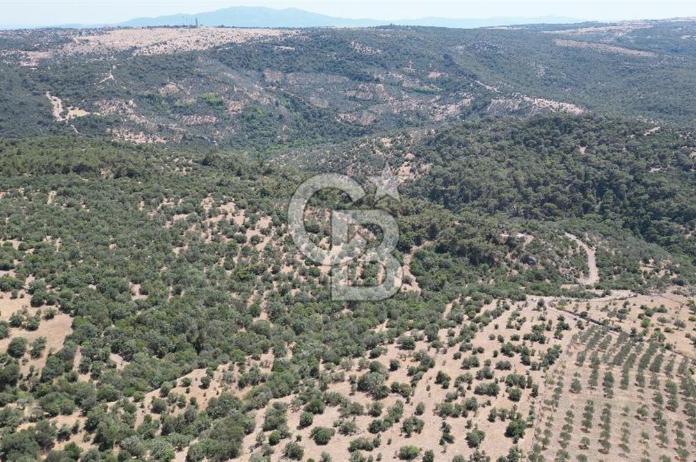 ÇANAKKALE AYVACIK TAMIŞ KÖYÜNDE SATILIK 11.252 M² ARAZİ