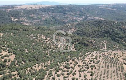 ÇANAKKALE AYVACIK TAMIŞ KÖYÜNDE SATILIK 11.252 M² ARAZİ