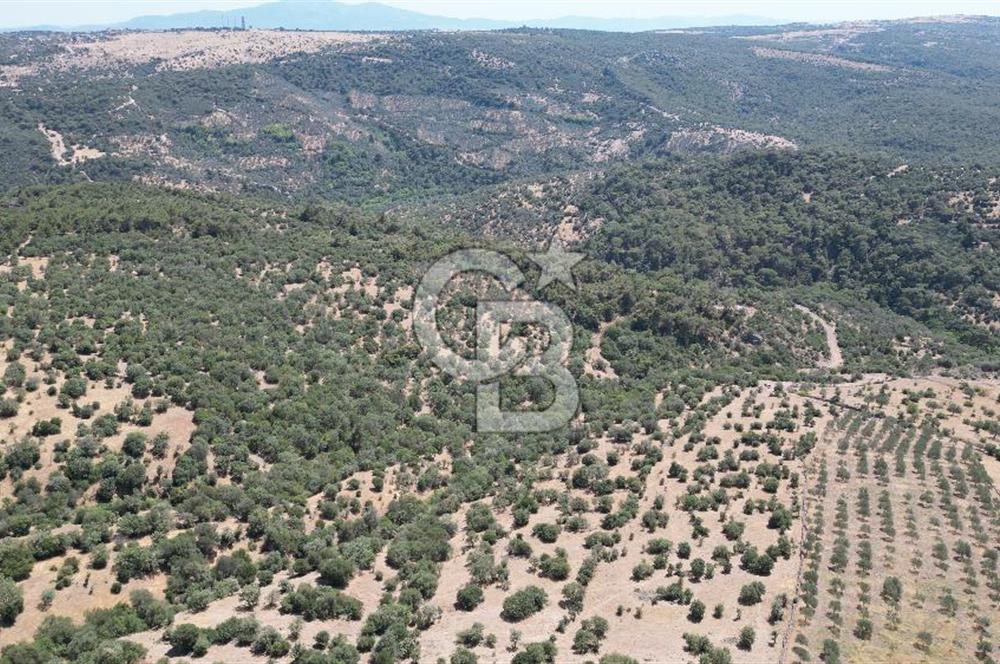 ÇANAKKALE AYVACIK TAMIŞ KÖYÜNDE SATILIK 11.252 M² ARAZİ