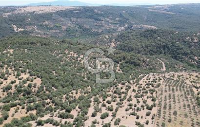 ÇANAKKALE AYVACIK TAMIŞ KÖYÜNDE SATILIK 11.252 M² ARAZİ