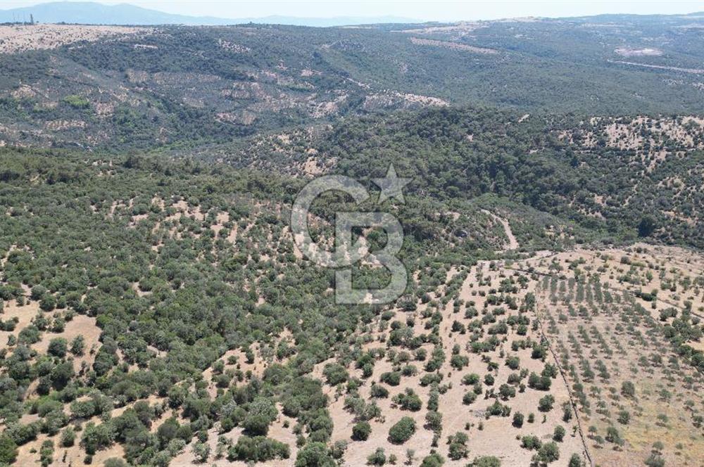 ÇANAKKALE AYVACIK TAMIŞ KÖYÜNDE SATILIK 11.252 M² ARAZİ