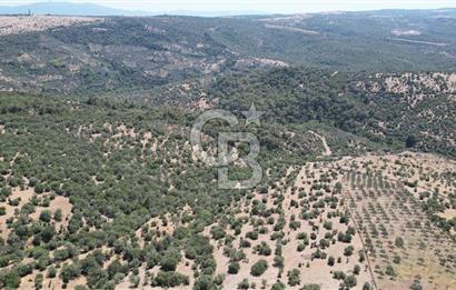 ÇANAKKALE AYVACIK TAMIŞ KÖYÜNDE SATILIK 11.252 M² ARAZİ