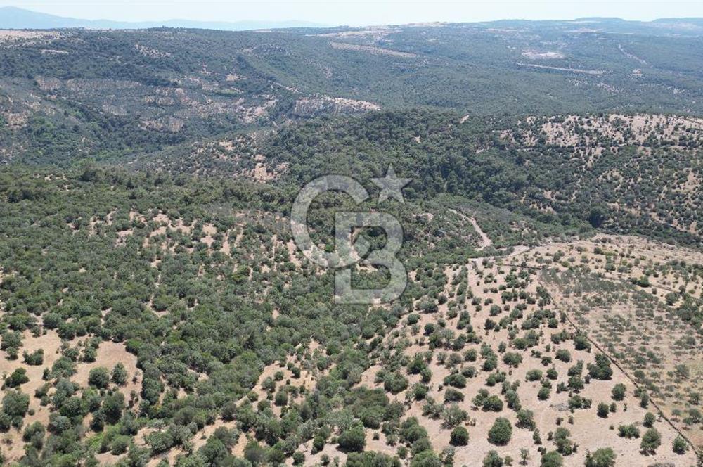 ÇANAKKALE AYVACIK TAMIŞ KÖYÜNDE SATILIK 11.252 M² ARAZİ