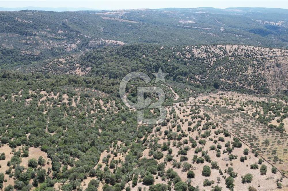 ÇANAKKALE AYVACIK TAMIŞ KÖYÜNDE SATILIK 11.252 M² ARAZİ