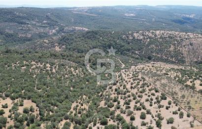 ÇANAKKALE AYVACIK TAMIŞ KÖYÜNDE SATILIK 11.252 M² ARAZİ