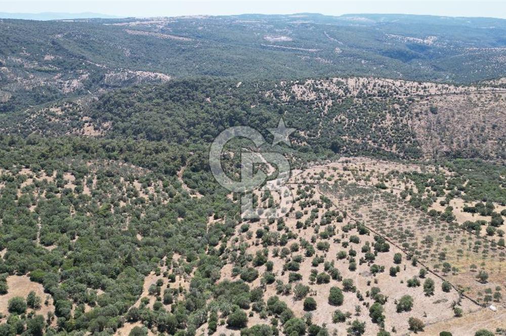 ÇANAKKALE AYVACIK TAMIŞ KÖYÜNDE SATILIK 11.252 M² ARAZİ