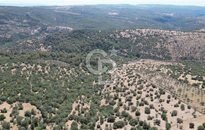 ÇANAKKALE AYVACIK TAMIŞ KÖYÜNDE SATILIK 11.252 M² ARAZİ