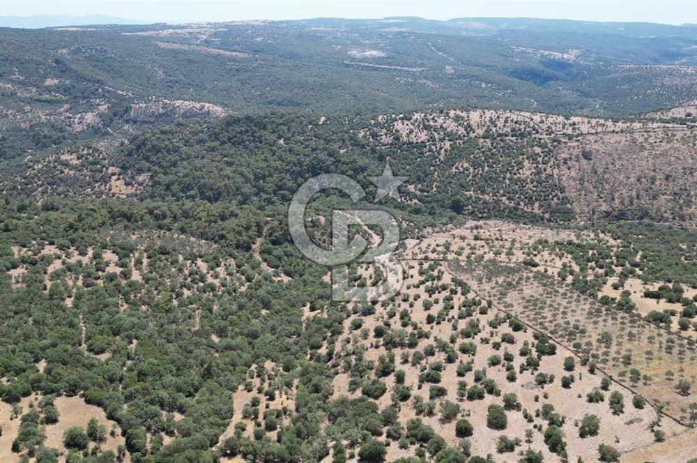 ÇANAKKALE AYVACIK TAMIŞ KÖYÜNDE SATILIK 11.252 M² ARAZİ