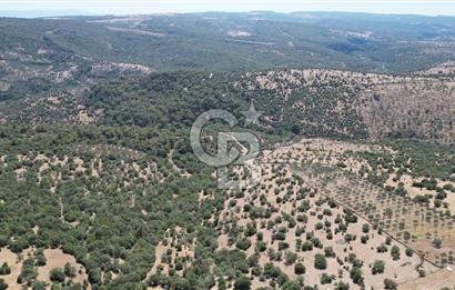ÇANAKKALE AYVACIK TAMIŞ KÖYÜNDE SATILIK 11.252 M² ARAZİ
