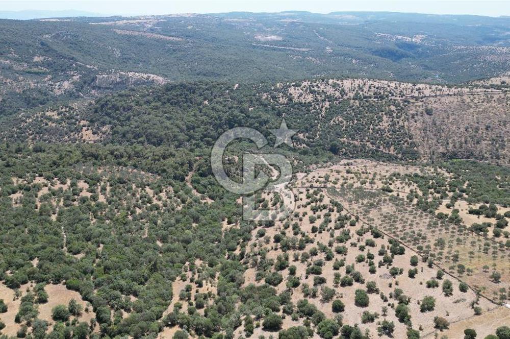 ÇANAKKALE AYVACIK TAMIŞ KÖYÜNDE SATILIK 11.252 M² ARAZİ