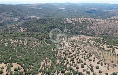 ÇANAKKALE AYVACIK TAMIŞ KÖYÜNDE SATILIK 11.252 M² ARAZİ