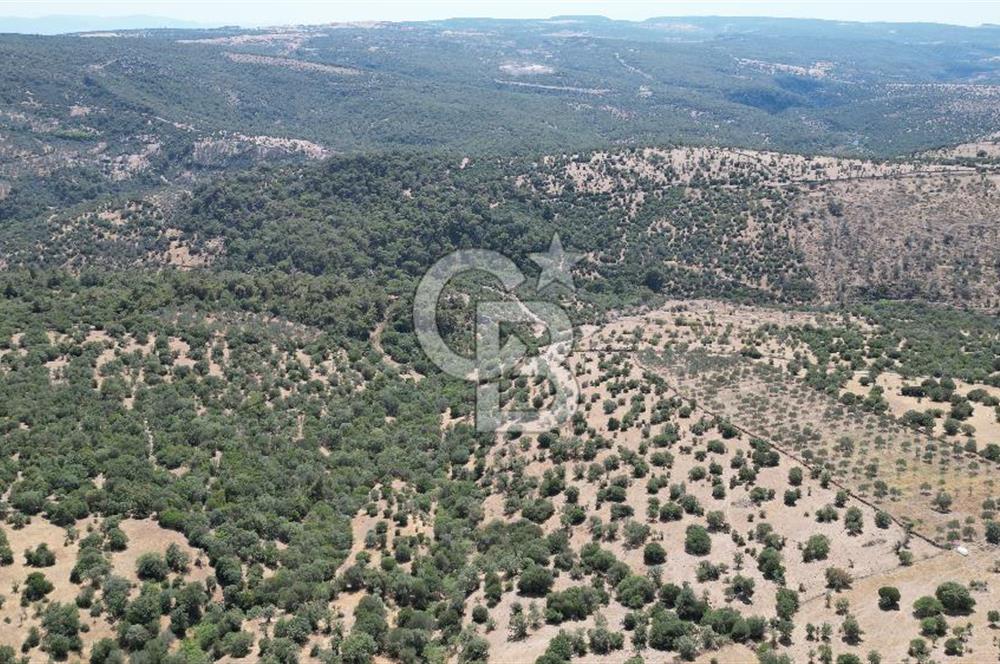 ÇANAKKALE AYVACIK TAMIŞ KÖYÜNDE SATILIK 11.252 M² ARAZİ