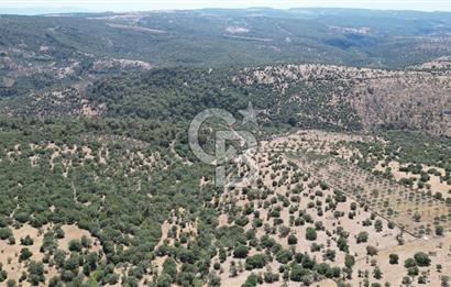 ÇANAKKALE AYVACIK TAMIŞ KÖYÜNDE SATILIK 11.252 M² ARAZİ