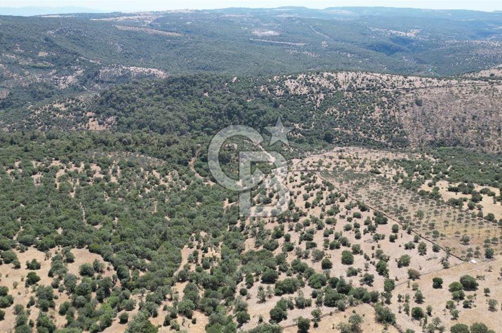ÇANAKKALE AYVACIK TAMIŞ KÖYÜNDE SATILIK 11.252 M² ARAZİ