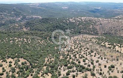 ÇANAKKALE AYVACIK TAMIŞ KÖYÜNDE SATILIK 11.252 M² ARAZİ