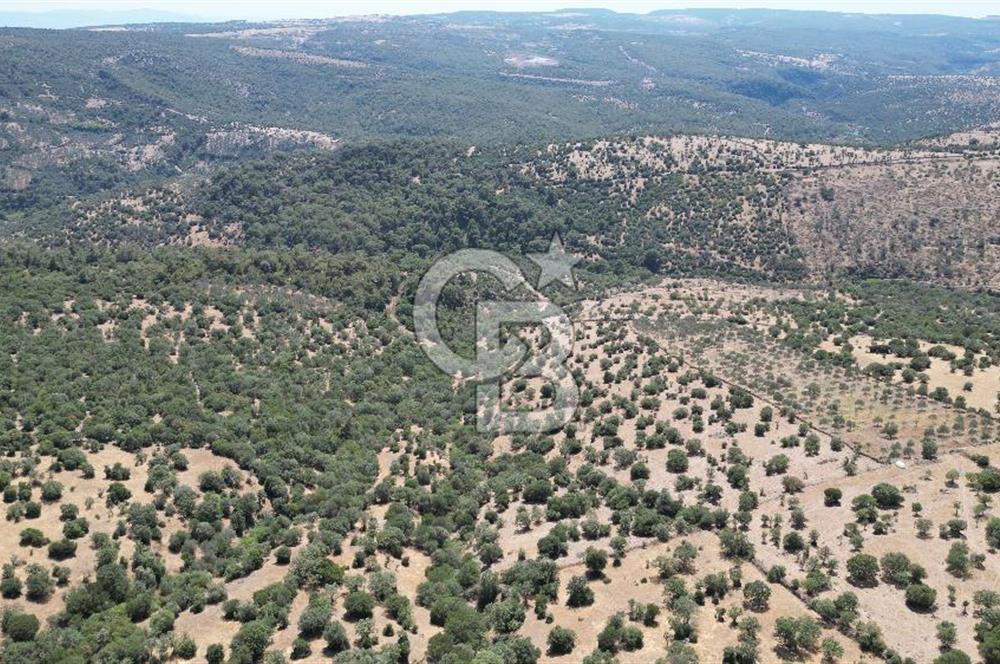 ÇANAKKALE AYVACIK TAMIŞ KÖYÜNDE SATILIK 11.252 M² ARAZİ