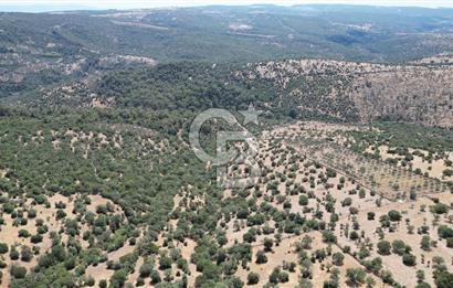 ÇANAKKALE AYVACIK TAMIŞ KÖYÜNDE SATILIK 11.252 M² ARAZİ