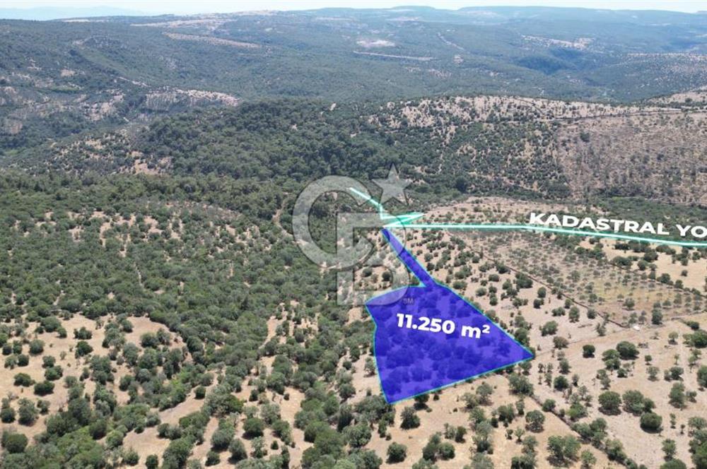 ÇANAKKALE AYVACIK TAMIŞ KÖYÜNDE SATILIK 11.252 M² ARAZİ