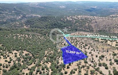 ÇANAKKALE AYVACIK TAMIŞ KÖYÜNDE SATILIK 11.252 M² ARAZİ