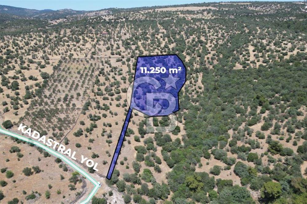 ÇANAKKALE AYVACIK TAMIŞ KÖYÜNDE SATILIK 11.252 M² ARAZİ