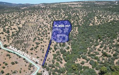 ÇANAKKALE AYVACIK TAMIŞ KÖYÜNDE SATILIK 11.252 M² ARAZİ