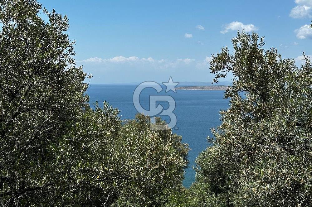 Bandırma Edincik ‘te 1821m2 Zeytinlik