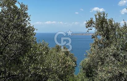 Bandırma Edincik ‘te 1821m2 Zeytinlik