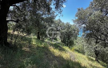 Bandırma Edincik ‘te 1821m2 Zeytinlik