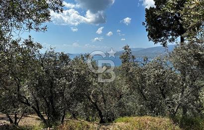 Bandırma Edincik ‘te 1821m2 Zeytinlik
