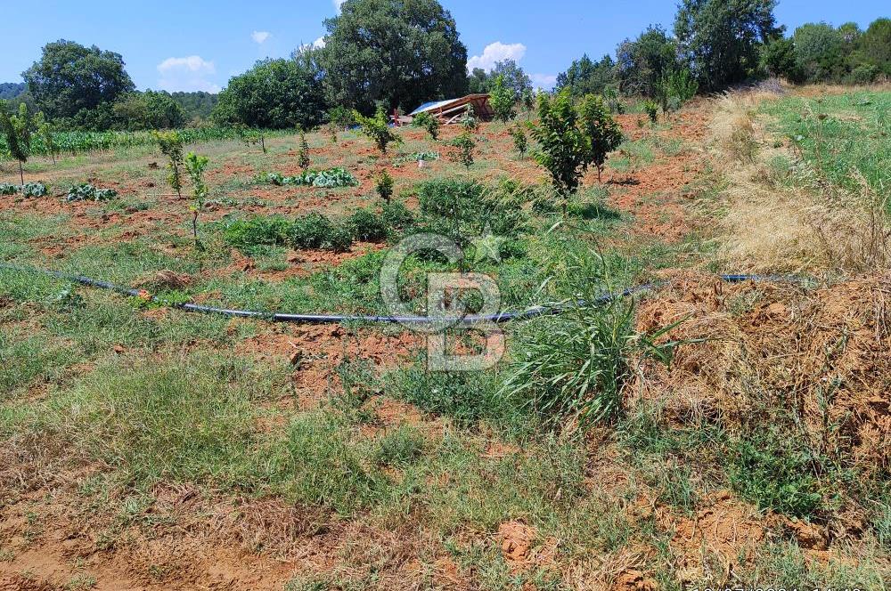 ÇANAKKALE LAPSEKİ DİŞBUDAK KÖYÜNDE SATILIK MEYVE BAHÇESİ