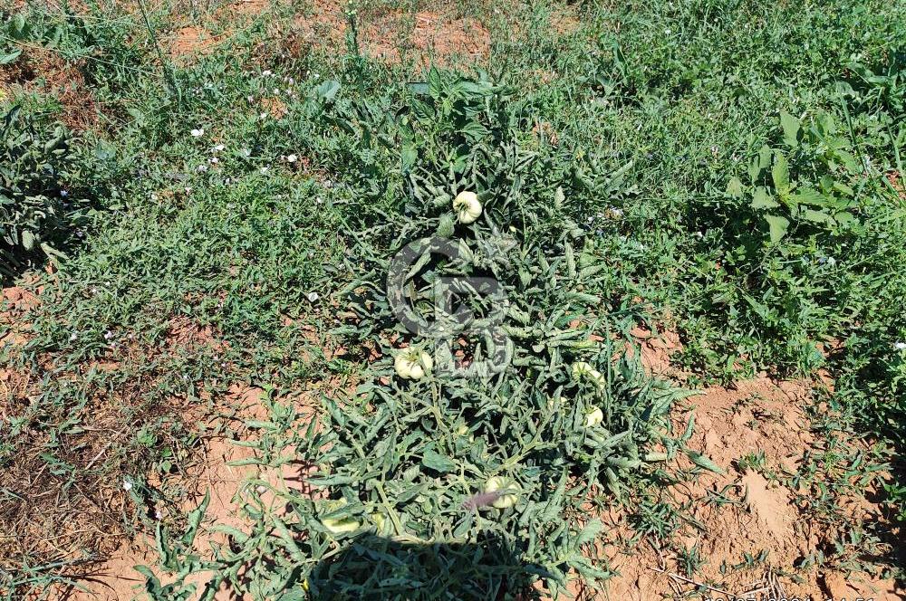 ÇANAKKALE LAPSEKİ DİŞBUDAK KÖYÜNDE SATILIK MEYVE BAHÇESİ