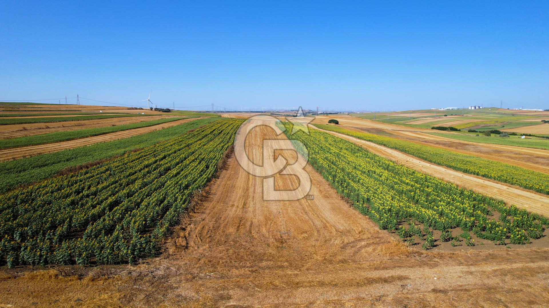 SİLİVRİ MERKEZE YAKIN SATILIK 13.278,85 M² TARLA