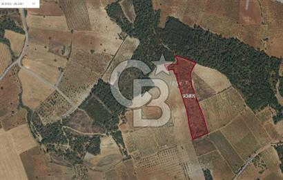 Denizli Çal Selcen' de Bağ Yetiştirmek İçin Uygun Satılık Arazi