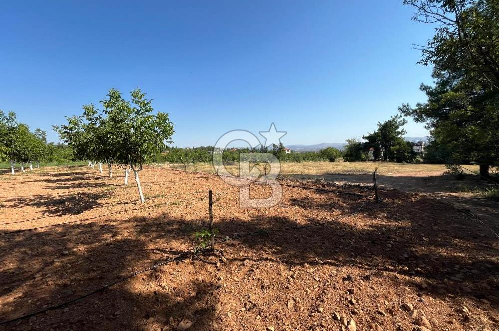 Denizli Çal Merkez Tokiler' de İmara Yakın Satılık Cevizlik