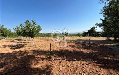 Denizli Çal Merkez Tokiler' de İmara Yakın Satılık Cevizlik