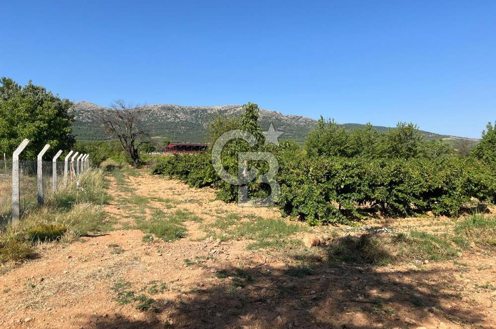 Denizli Çal Merkez Tokiler' de İmara Yakın Satılık Cevizlik