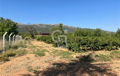 Denizli Çal Merkez Tokiler' de İmara Yakın Satılık Cevizlik