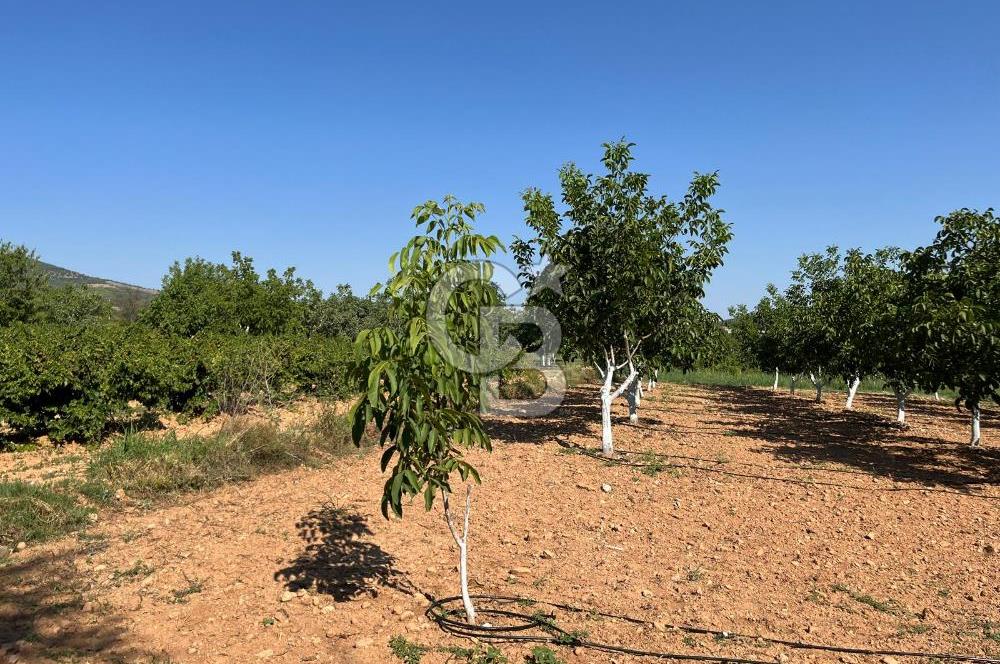 Denizli Çal Merkez Tokiler' de İmara Yakın Satılık Cevizlik