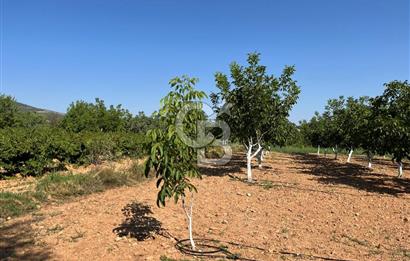 Denizli Çal Merkez Tokiler' de İmara Yakın Satılık Cevizlik