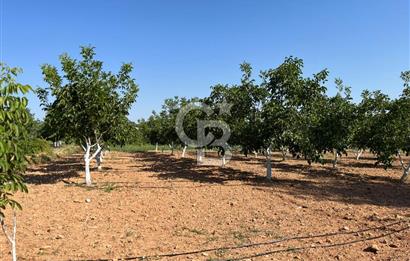 Denizli Çal Merkez Tokiler' de İmara Yakın Satılık Cevizlik